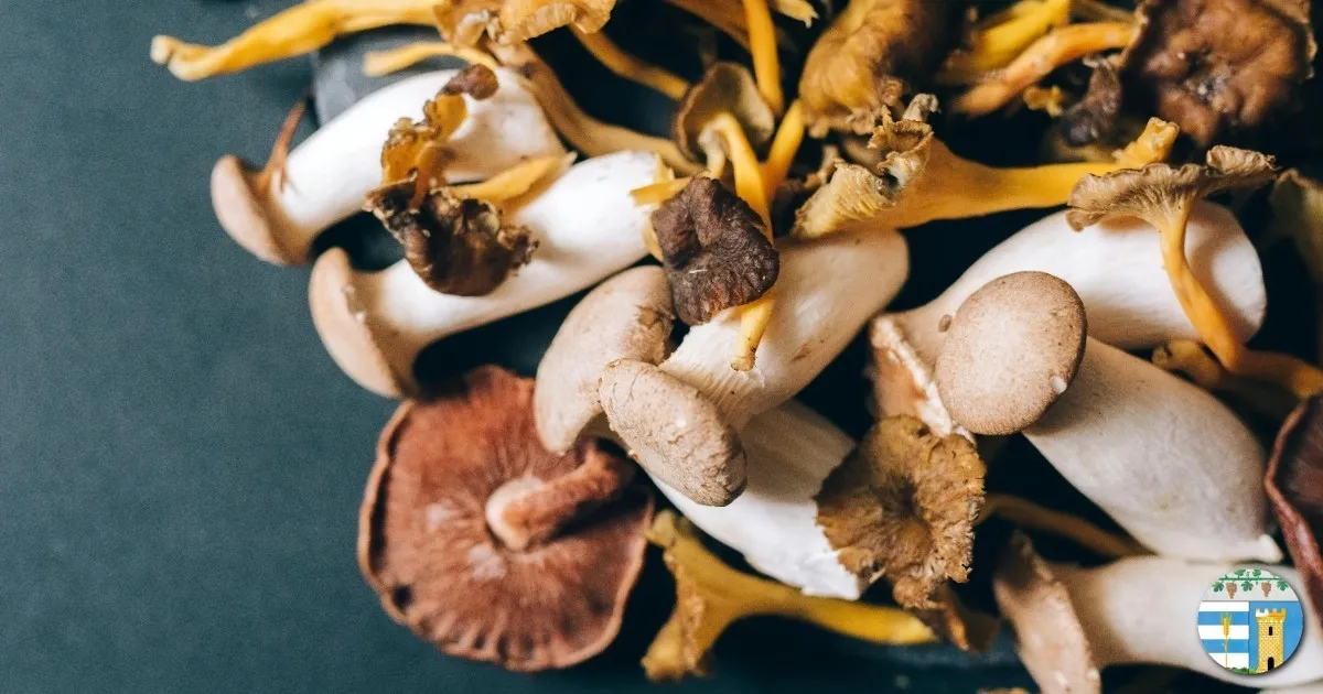 Immagine header 2 per Funghi e tartufi