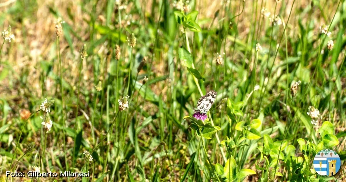 Immagine header 2 per Giardino delle farfalle - Valverde