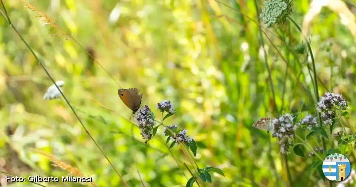 Giardino delle farfalle - Valverde