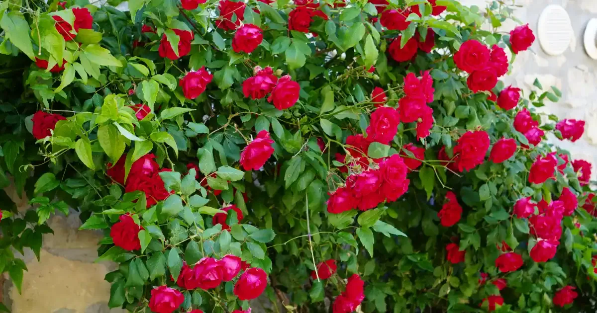 Immagine gallery 1 per Natura