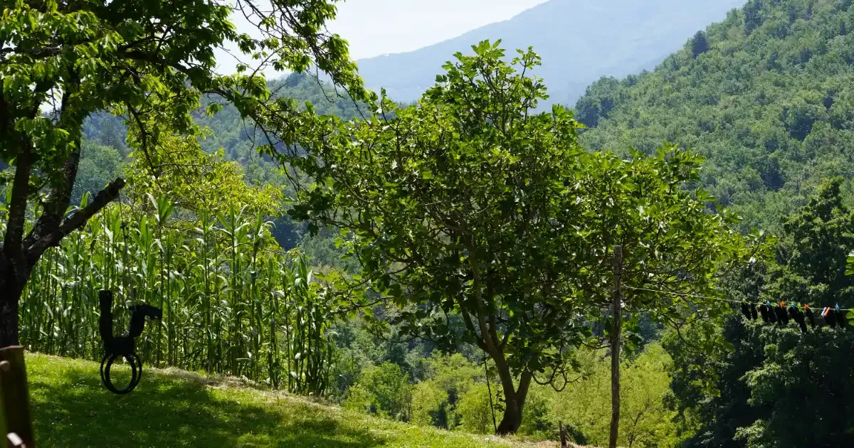 Immagine gallery 2 per Natura