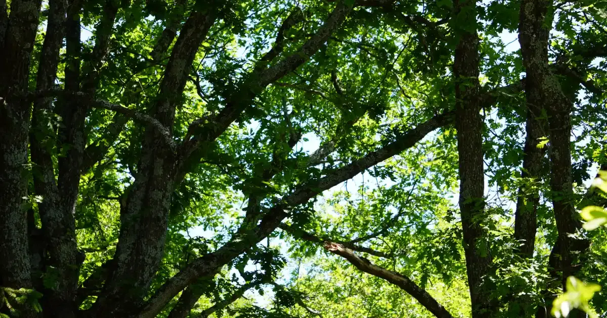 Immagine gallery 3 per Natura