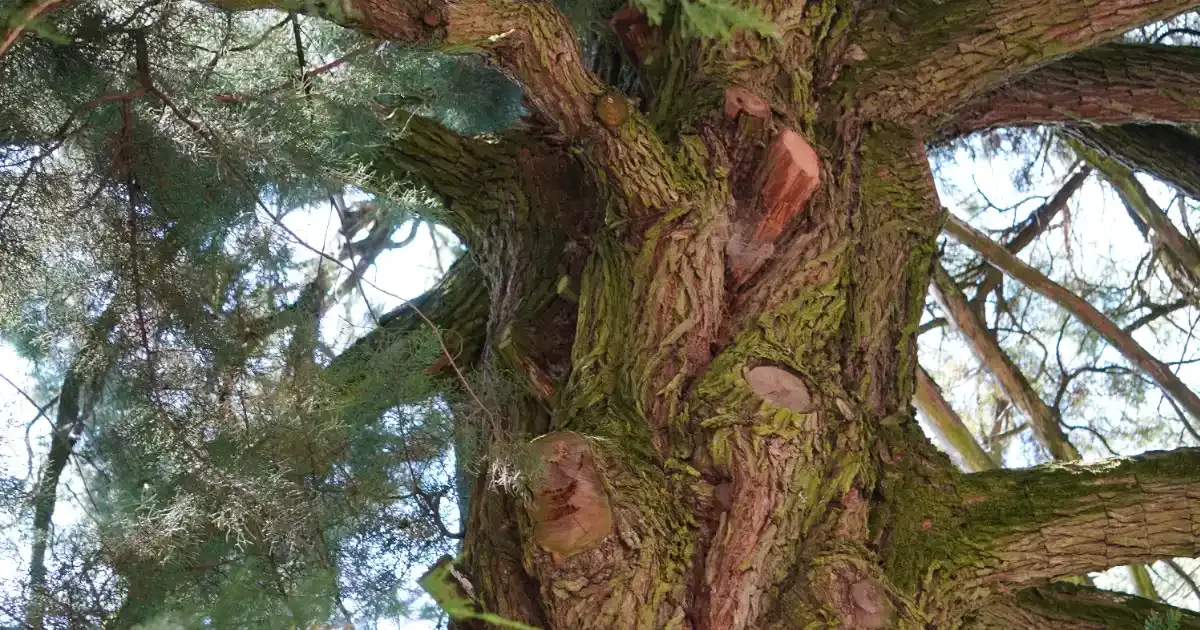 Immagine gallery 5 per Natura