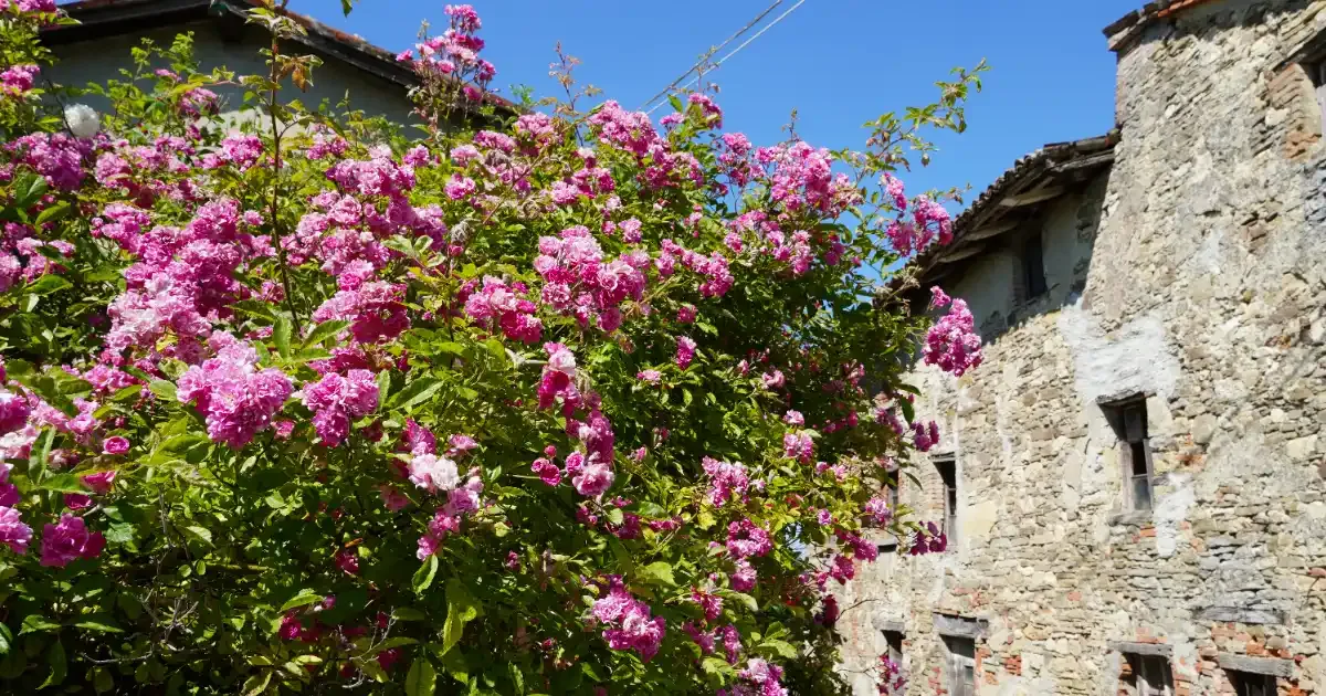 Immagine gallery 4 per Natura