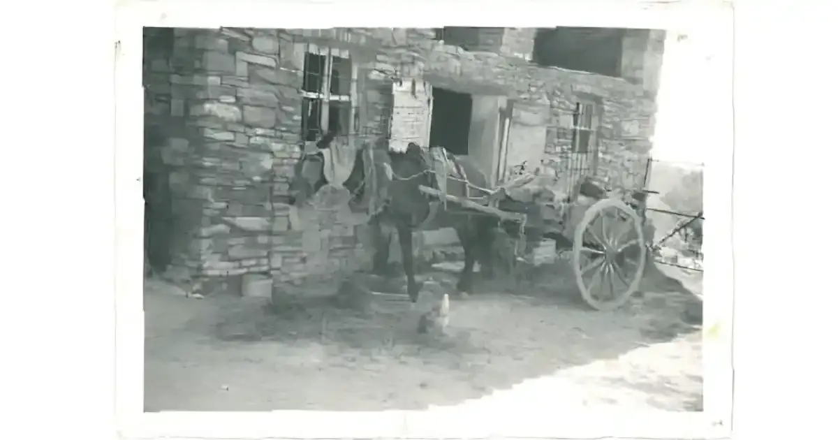 ph: Mulo di un ambulante di fronte alle stalle della caserma | Pometo