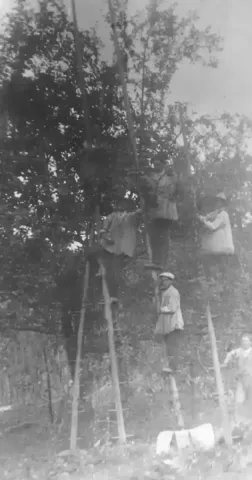 thumb: Raccolta mele a Valverde - anni '20